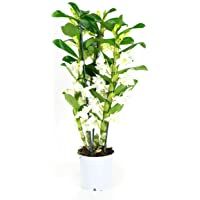 Orquídea de Botanicly – Bambú orquídea – Altura: 50 cm- 3 brotes- Flores blancas – Dendrobium Nobile Apollon
